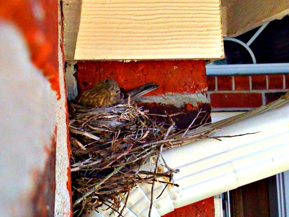 Identifying Bird Nests on Farm Structures